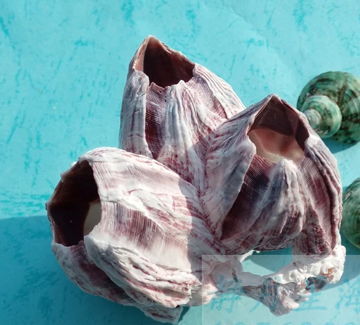 Фиолетовая пещера для аквариума в а редер пещера лейхтвейса том 6