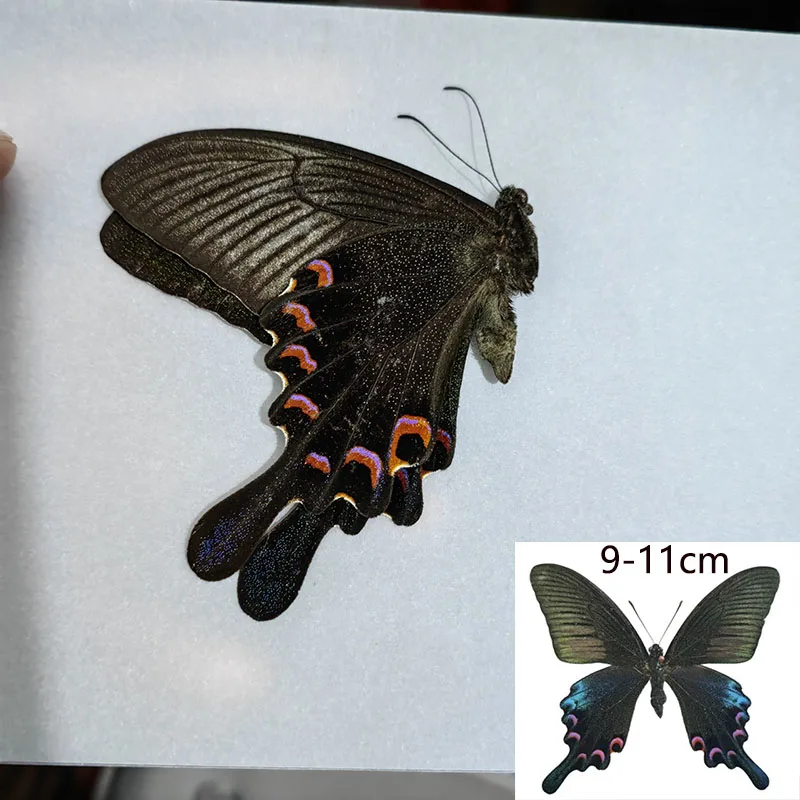 Образец бабочки с закрытыми крыльями настоящих бабочек. Идеально подходит для