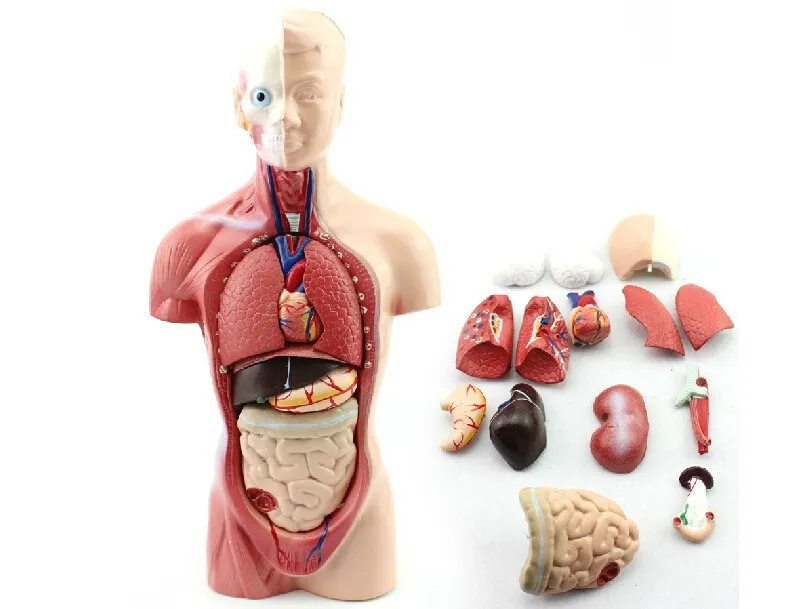 

26CM human Torso structure model Primary and Secondary Education human anatomy Organ model free shipping