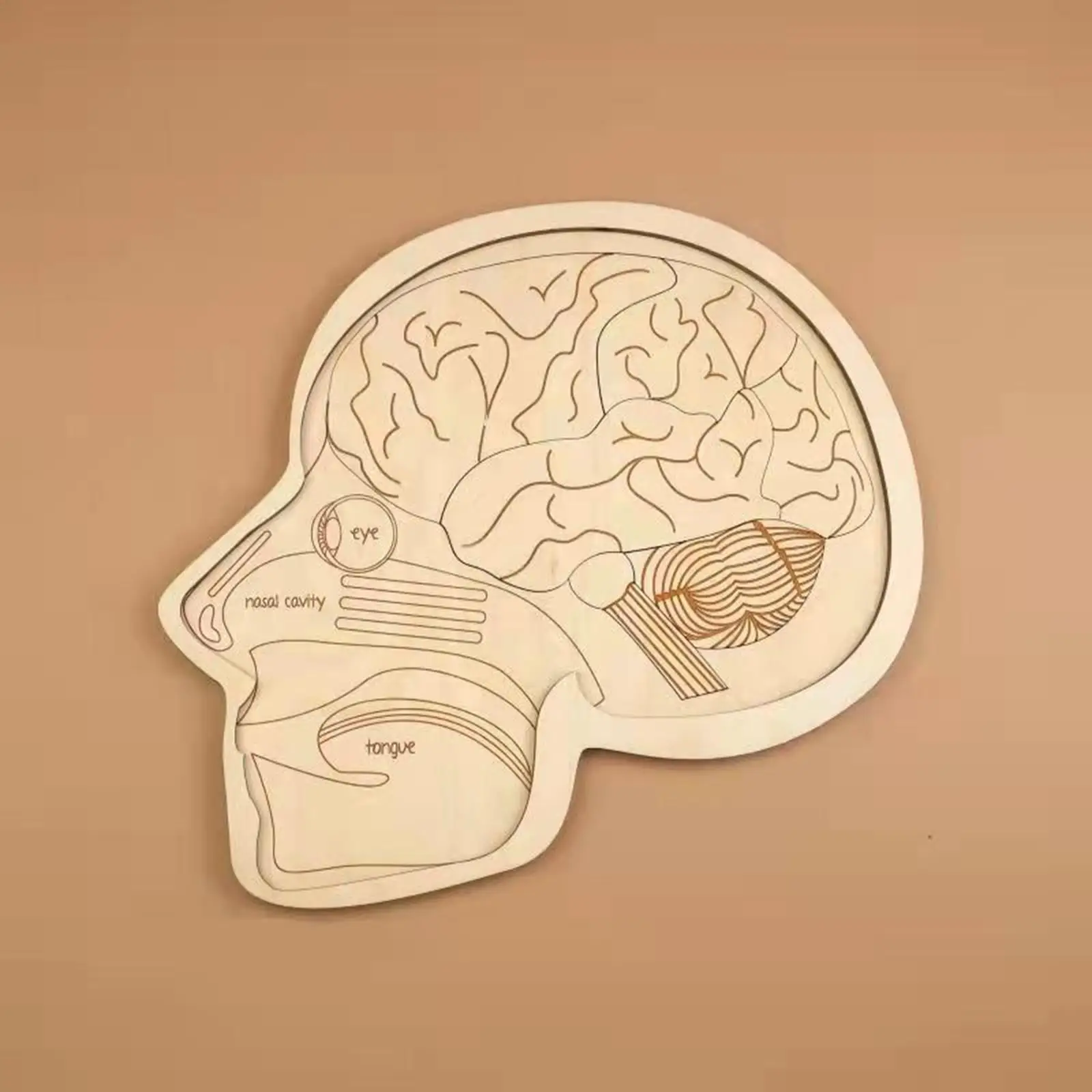 

Wooden Brain Model Puzzle Anatomy Organs Structure Physiology Educational Play Set for Tools Gift Preschool Kids Toddlers