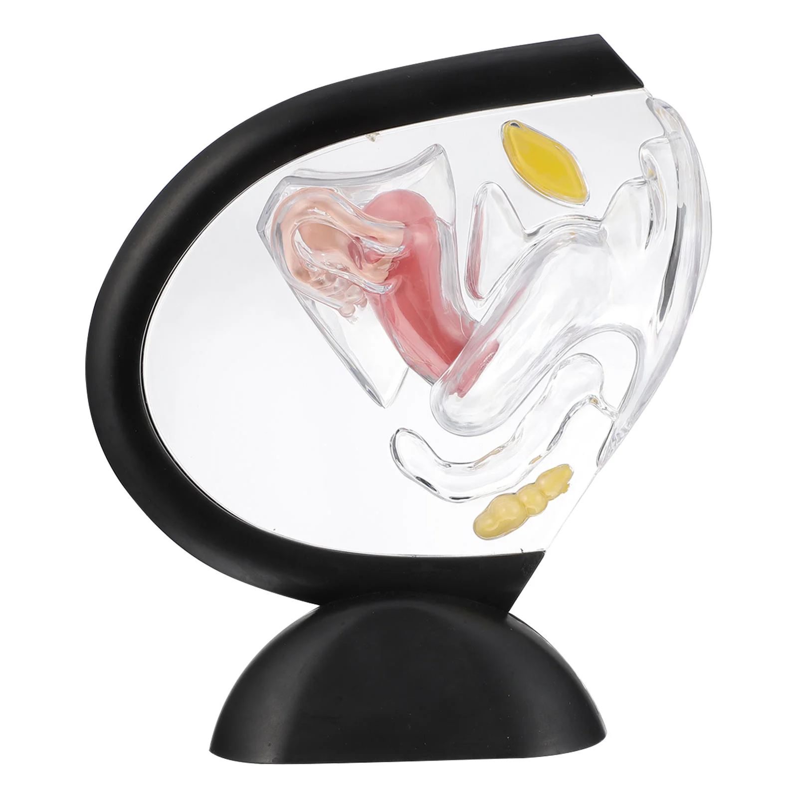 

Transparent Uterus Model Visible Medical Research Teaching Tool Female Reproductive Organ Training Human Wall Supply Mannequin