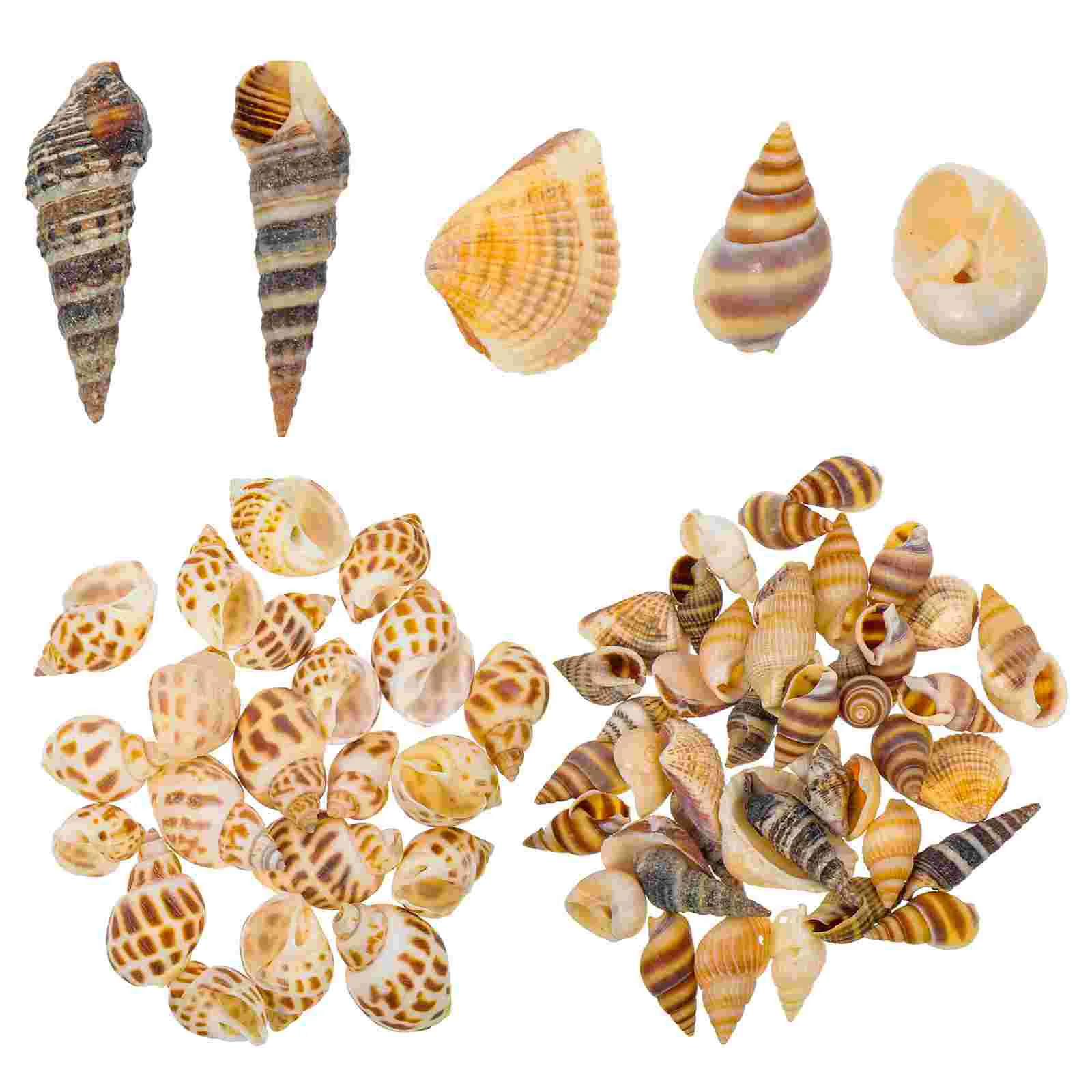 

Shells Shell Beach Seatank Conch Decorations Decorwedding Ocean Crafting Planter Urchin Vase Fillers Holder Air Tillandsiaset