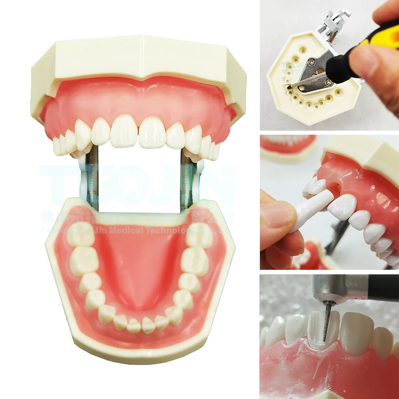 Dental 28pcs Removable Resin Teeth Soft Gums Typodont Tooth Model Preparation Student Oral Teaching Practice Product