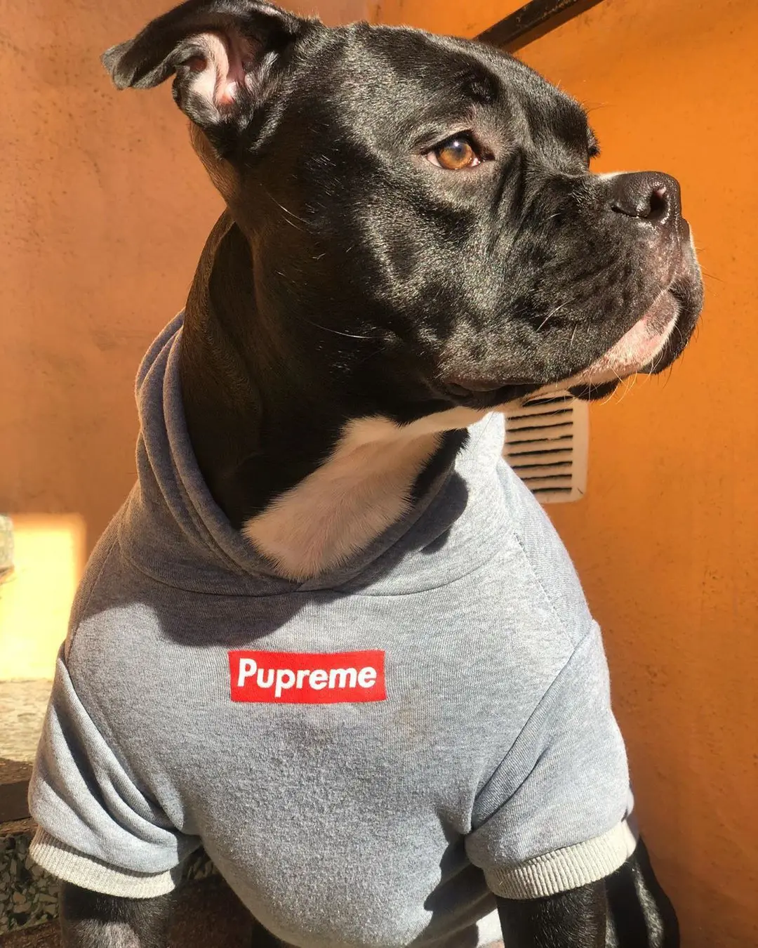 

C&C FrenchBulldog Clothes Dog Hoodie Pupreme Warm Sport Retro Dog Hoodies Pet Clothes Puppy Outfits Pugs Puppy Small dog Clothes