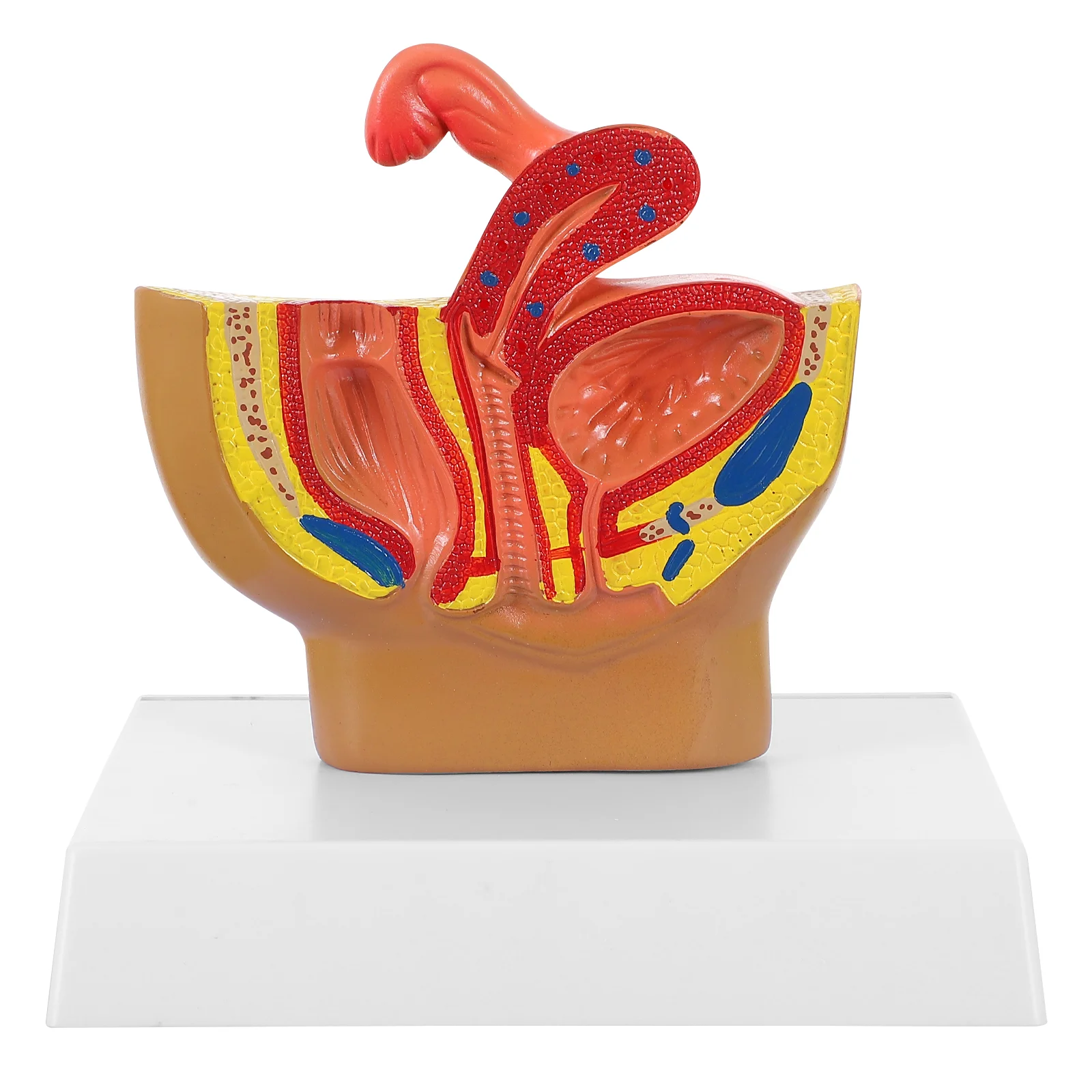 

1 шт., модель тазовой полости, прочный высококачественный демонстрационный инструмент, лабораторные принадлежности для лабораторий