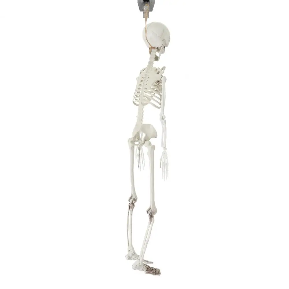 

Full-body Skeleton Prop Realistic Movable Skeleton Props for Haunted Houses Graveyard Decorations Create A for Graveyard