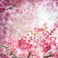 laeacco spring pink cherry flowers photo backdrop dreamy nature scenic women newborn portrait customized photography background
