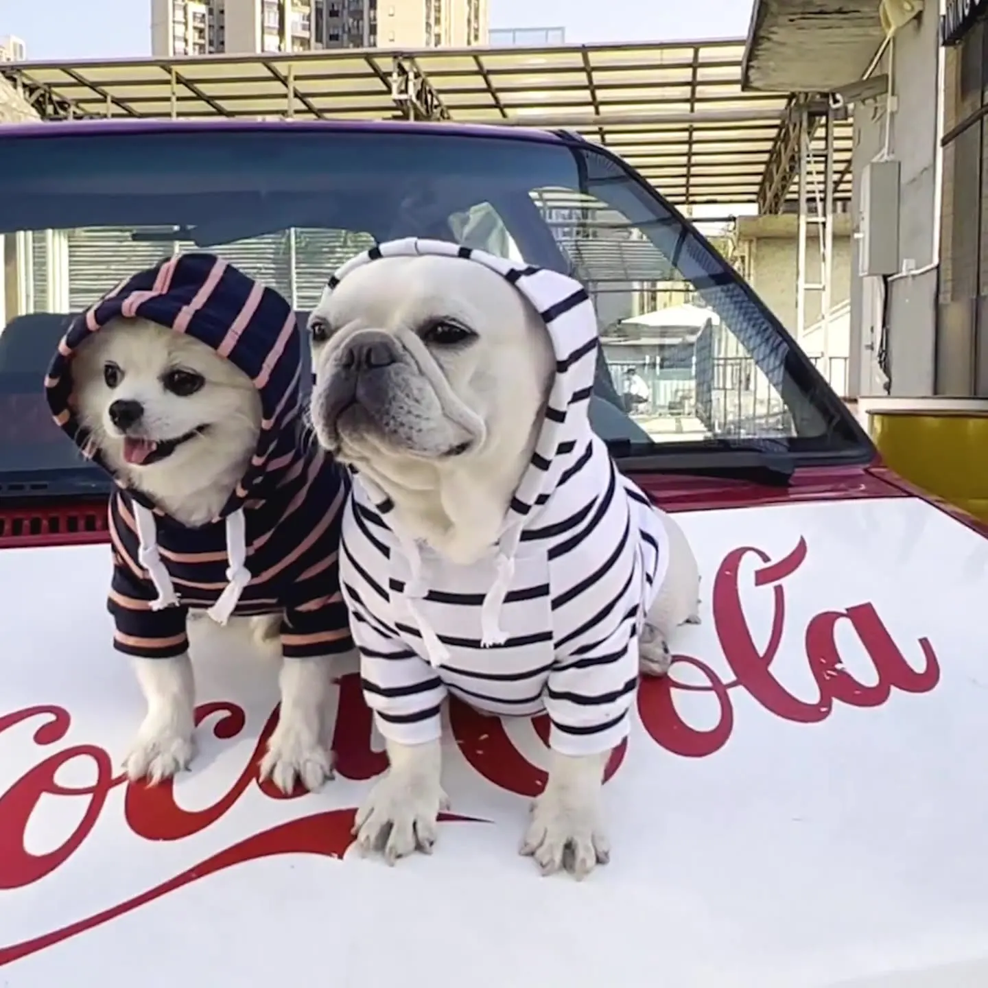 

Pet dog cat Hoodie striped clothes products new products in spring, summer and autumn teddy bear FaDu clothes