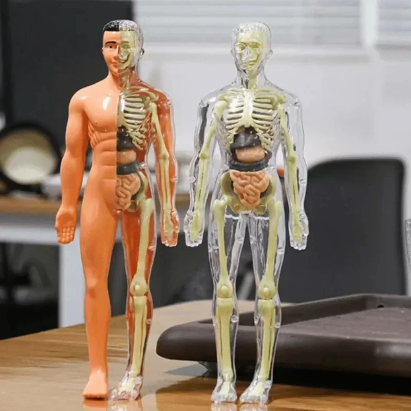 3D модель туловища человеческого тела для детей скелет съемный моделирование