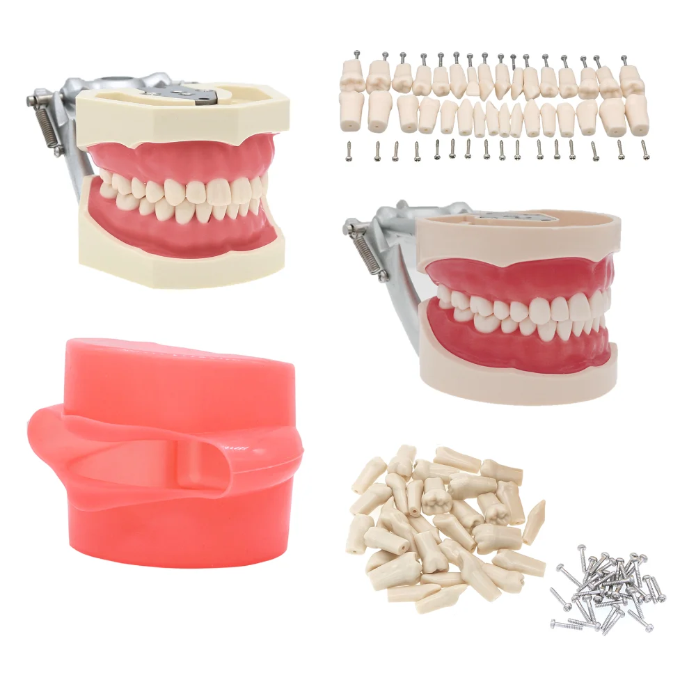 

Dental Typodont Teeth Model With Removable Teeth fit Kilgore NISSIN 200/500 Type Typodont Model M8011 M8012 M8024 M8025