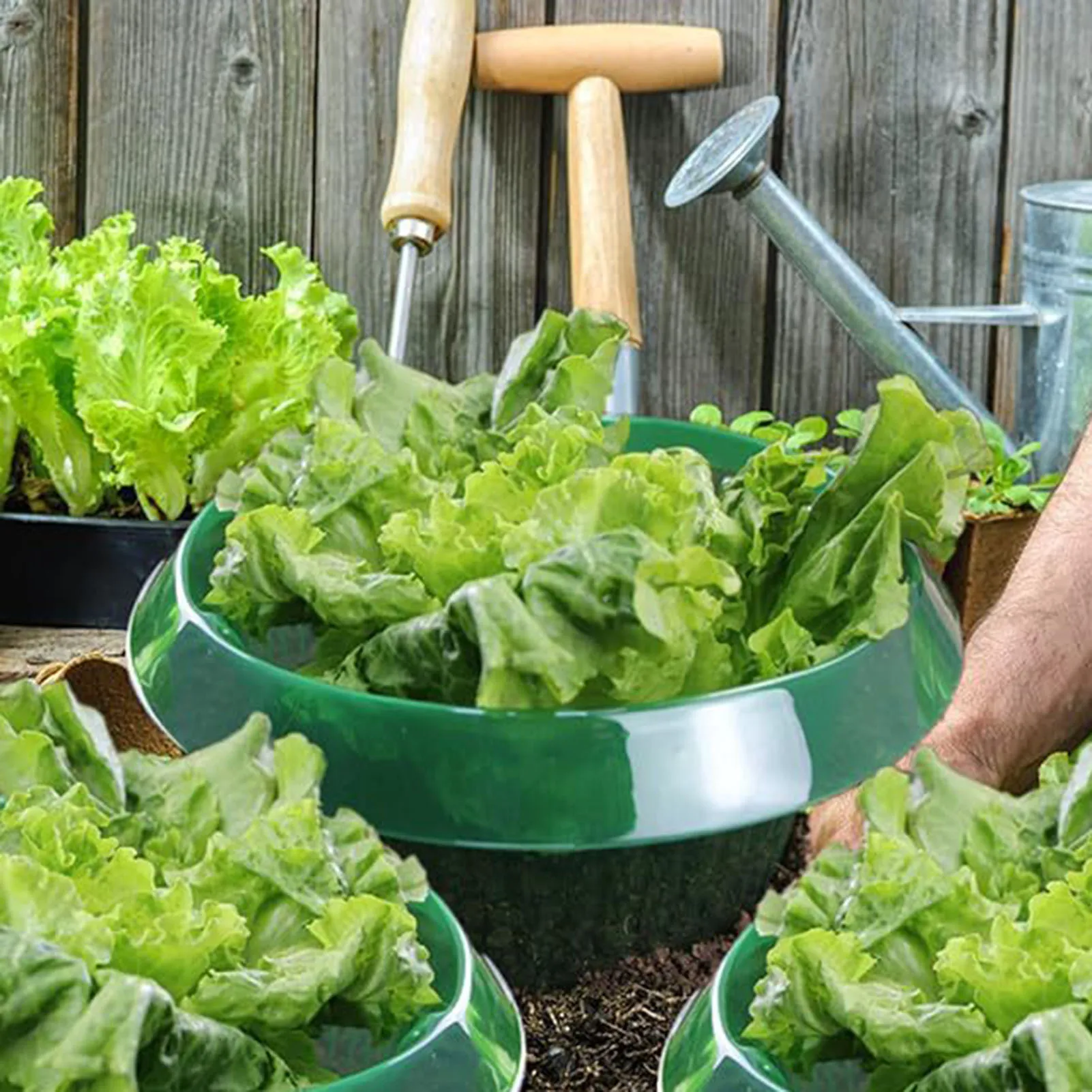 1/10 шт. прозрачные кольца для защиты растений