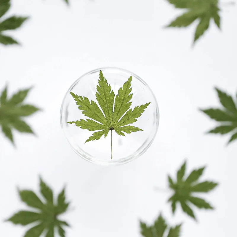 

12pcs/24pcs Pressed Dried Leaf Maple Leaf Leaf Sticker Plant Specimen Necklace Jewelry Making Craft Embossing Phone Case DIY