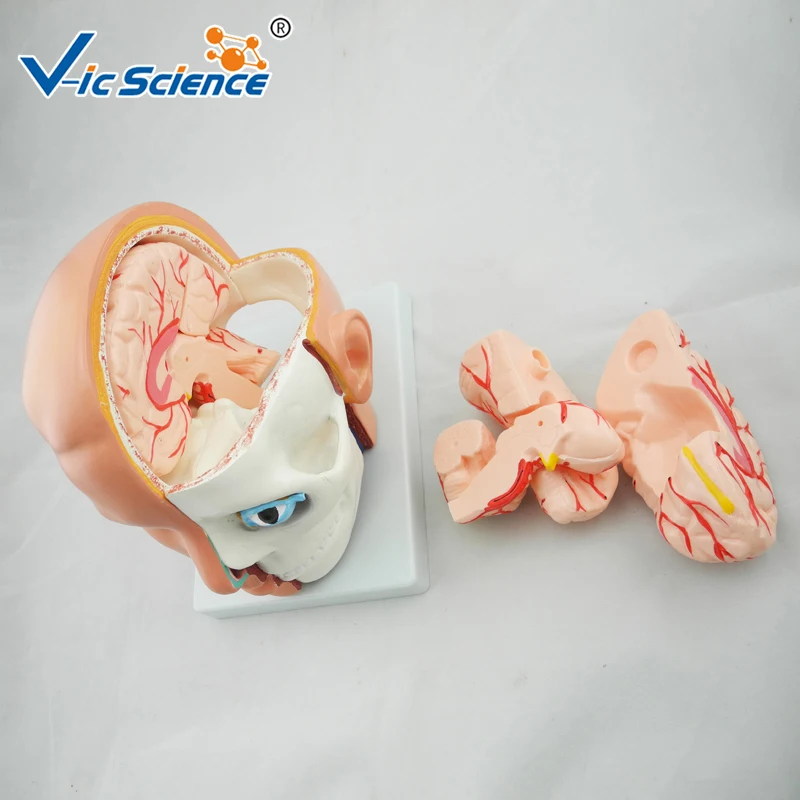 Развивающая медицинская анатомическая голова из ПВХ для обучения студентов -