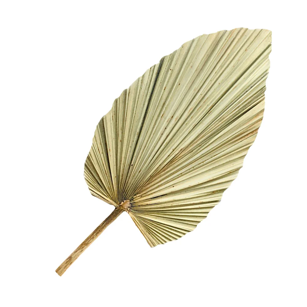 

Palm Dried Leaves Decor Leaf Fanspear Dry Tropical Wedding Fronds Preserved Palms Palmetto Fake Artificial Natural Hand