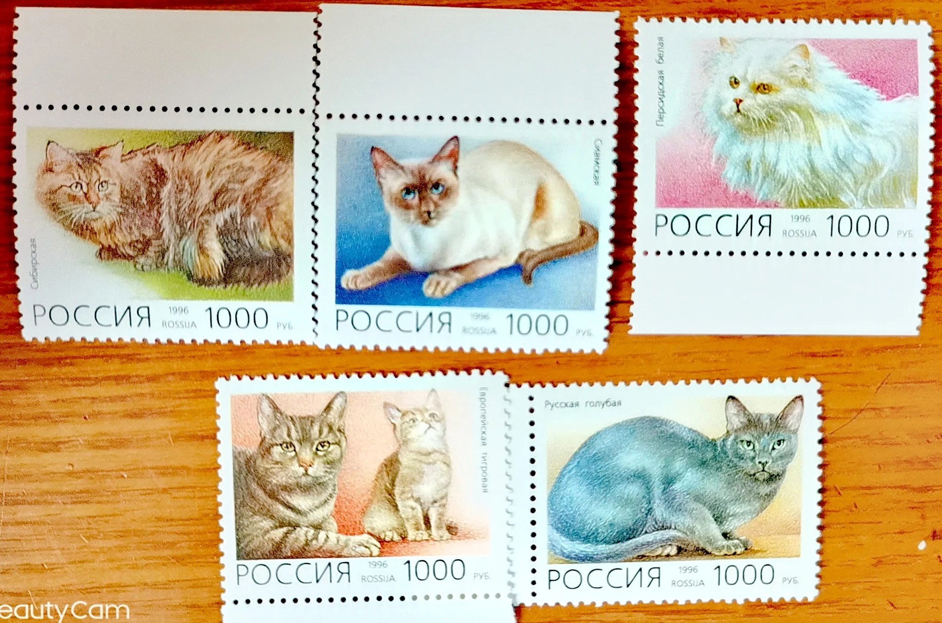 

Новинка, почтовые штампы 1996 для домашних животных, кошки, 5 шт./компл.