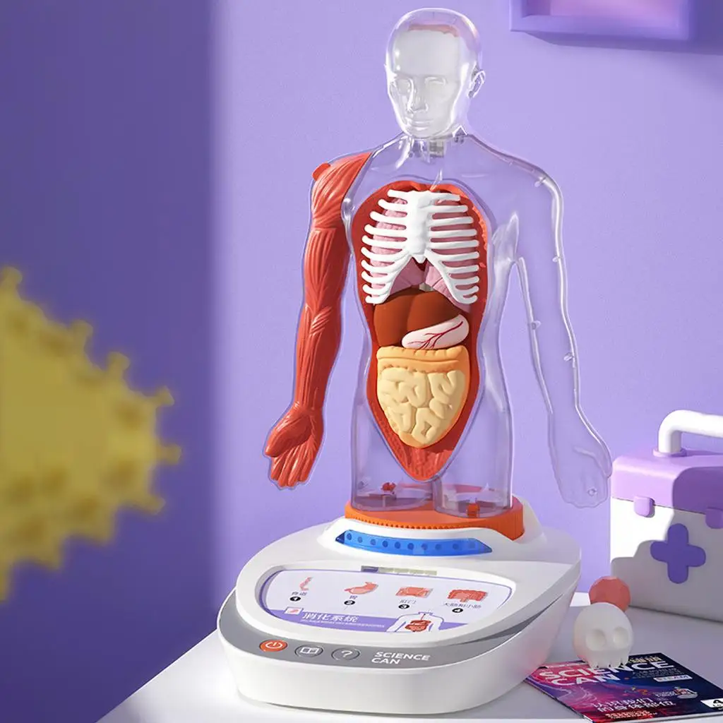

Montessori Human Torso Body Model Toys Talking Science Educational Learning Plastic Human Anatomy for Kids Ages 8+ Children Kids