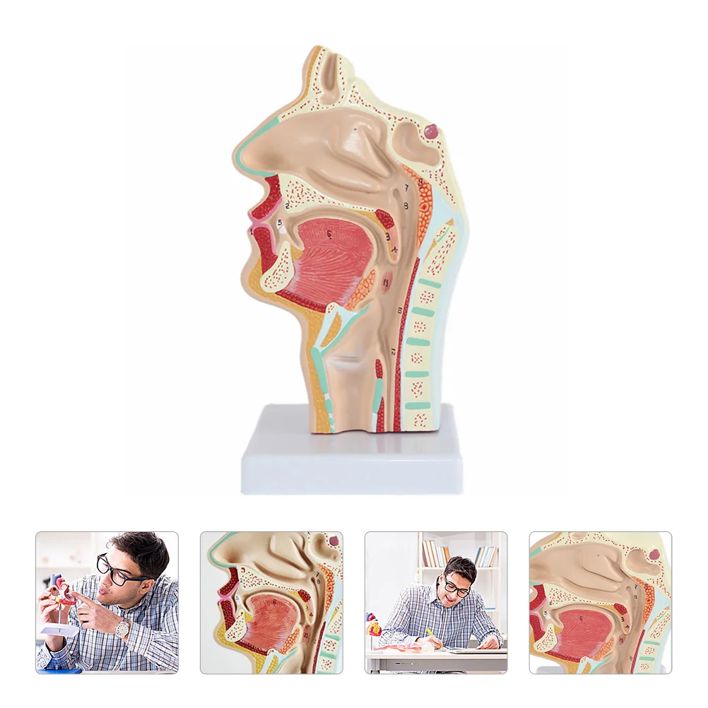 

Model Teaching Nasal Larynx Pharynx Anatomical Educational Office Scientific Head Half Human Tool School Normal Cavity Supplies