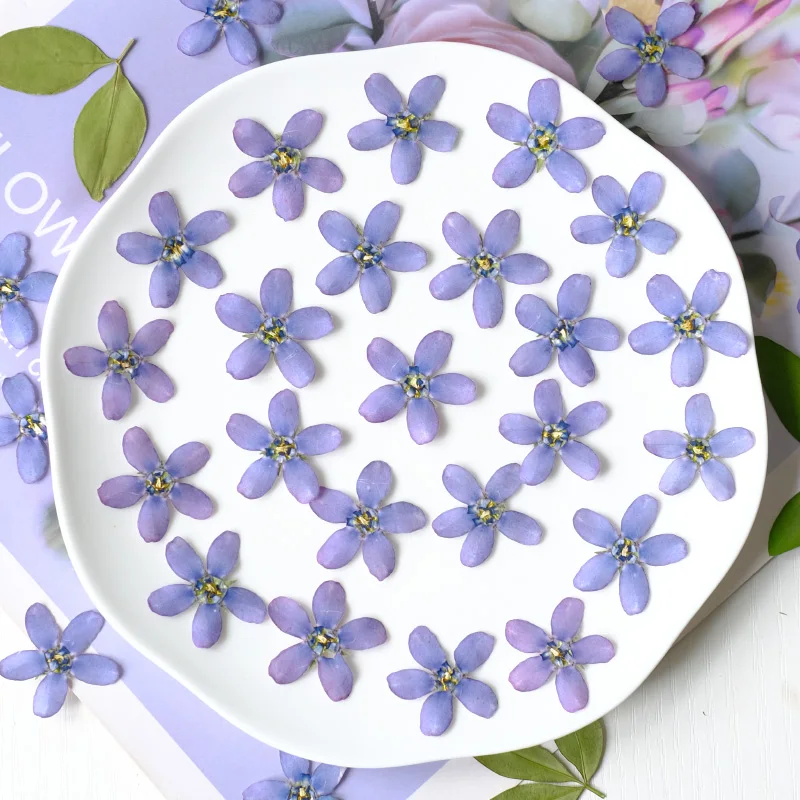 12 шт./2-3 см синяя звезда Амсонии прессованная цветочная голова сухой цветок чехол