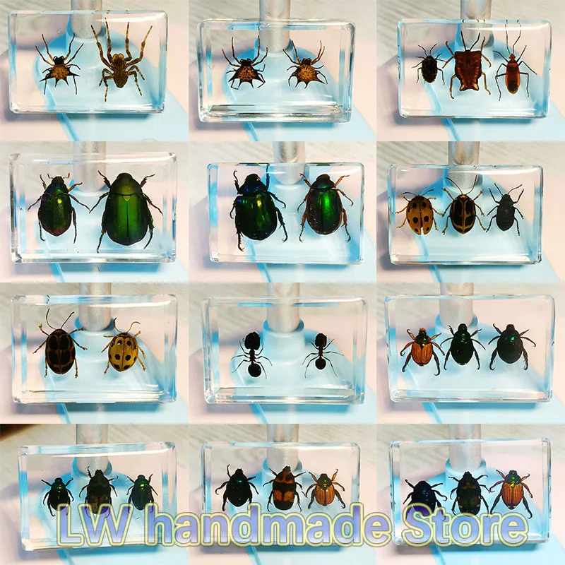 

Delicate Insect Beetle Specimen Built In Eco-friendly Resin for Desk Ornament Decoration Children's Toys Science Education