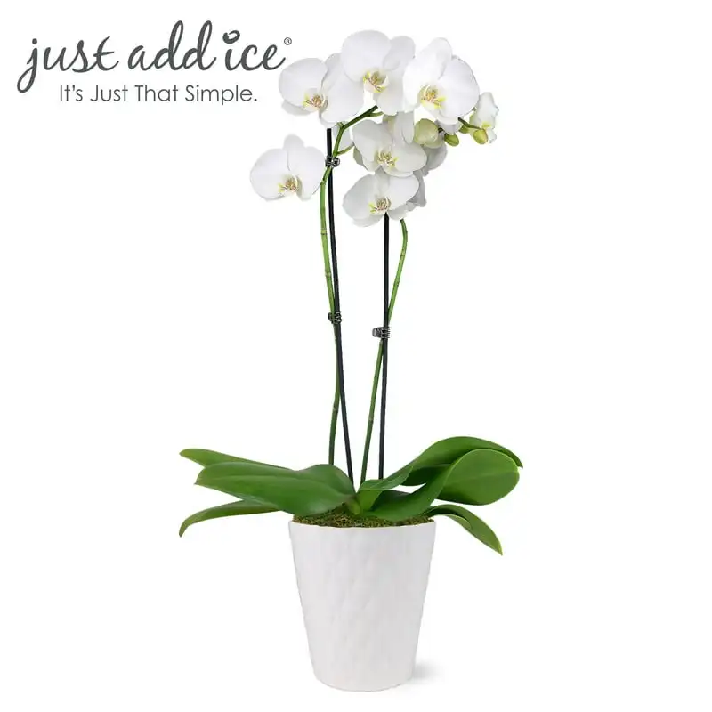 

White and Yellow Premium Orchid Live Plant in 5" White Ceramic Pot, House Plant