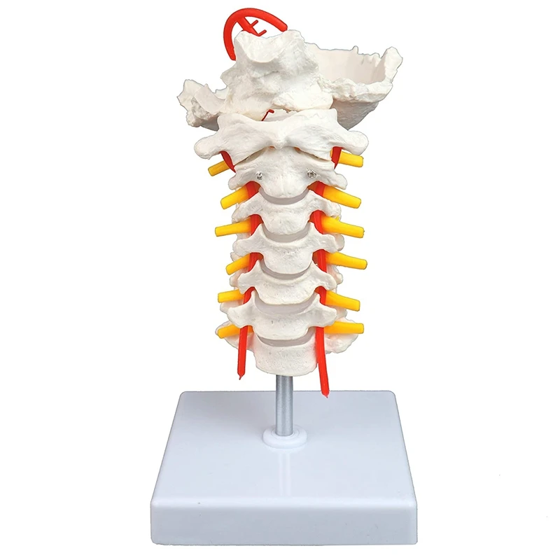

Cervical Spine With Nerves & Arteries Life-Size, Articulated 7 Cervical Vertebrae, Intervertebral Discs