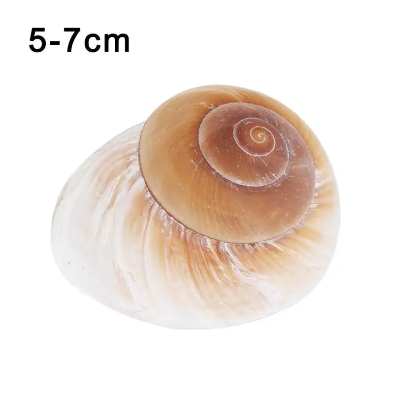

Натуральные ракушки улиток 5-7 см