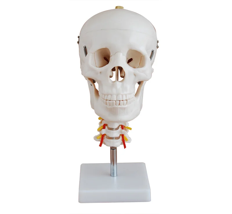 Anatomical Human Skeleton Skull Model with Cervical Spine,Skull model mounted on a cervical spine