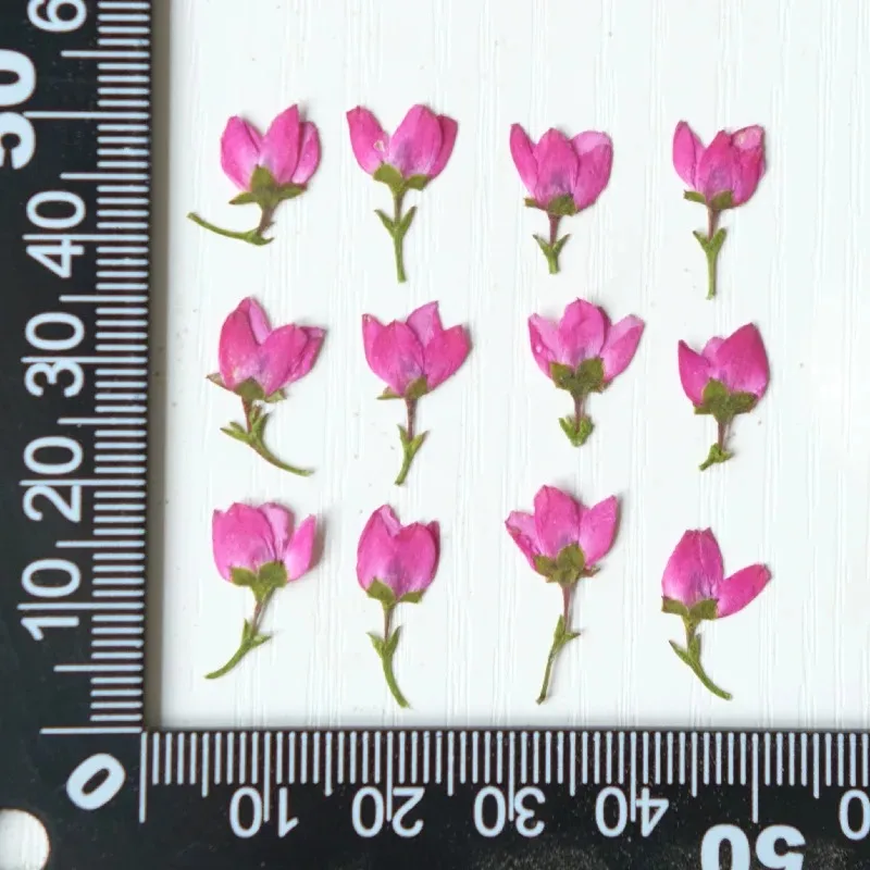 

Натуральные прессованные цветочные головки NYAConfetti 40 шт.