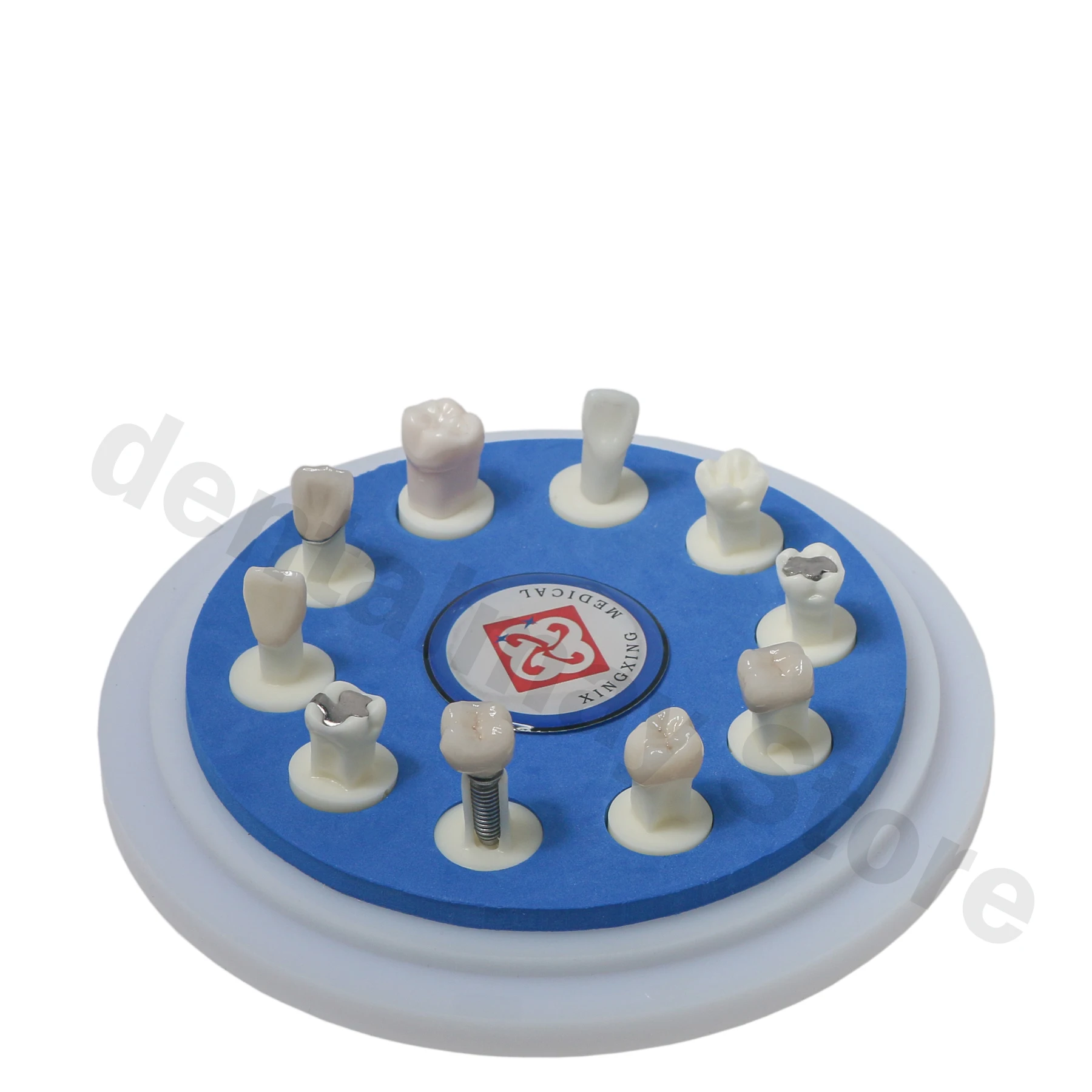 Стоматологическая керамическая модель короны 10*1 для демонстрации и сравнения