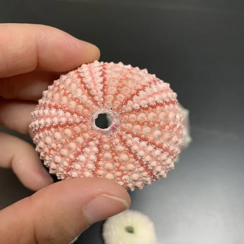 Розовые морские ракушки для суккулентов свадебные украшения морского урчина