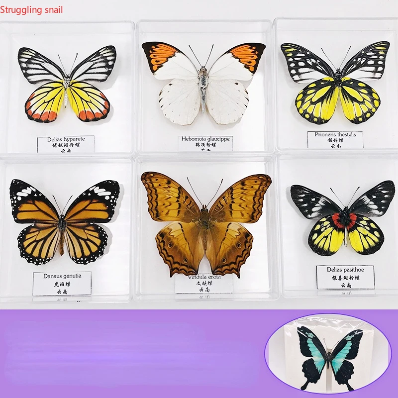 

Real Butterfly Specimens Ornaments Handmade Insect Specimens Decorations Student Creative Birthday Gift Wings Home Decoration