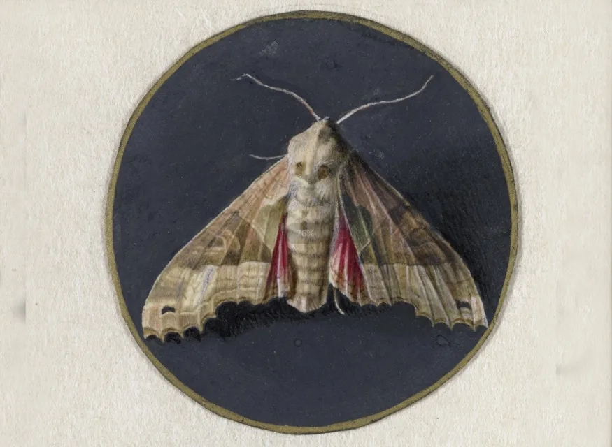 

Настенная картина "Винтажный паук античный Ворон летучая мышь бабочка"