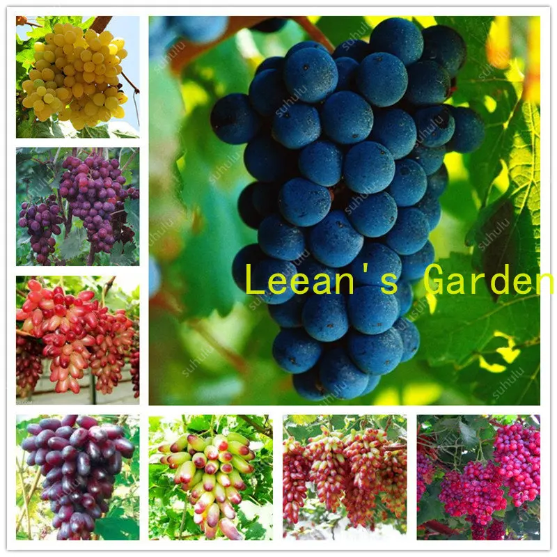

Semillas 20 растений виноград мини виноградное дерево в горшке фрукты черный виноград брикет домашний сад Легко расти семена