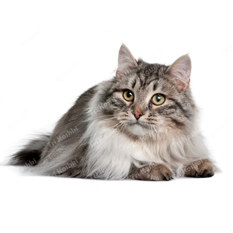 

Настенная наклейка Tri koshki RC090 Сибирский кот