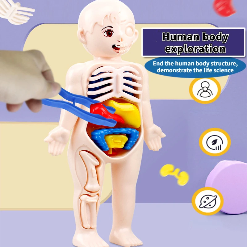 

Children's Science and Education Body Decoration Assembly Human Structure Organs Bone Anatomy Internal Props Model Toys