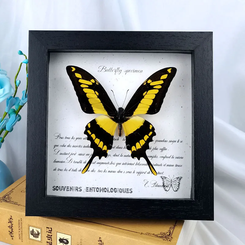 

Real Butterfly Specimens Phoenix Butterfly Pink Butterfly Insect Art Decorations Real Senior Birthday Gifts