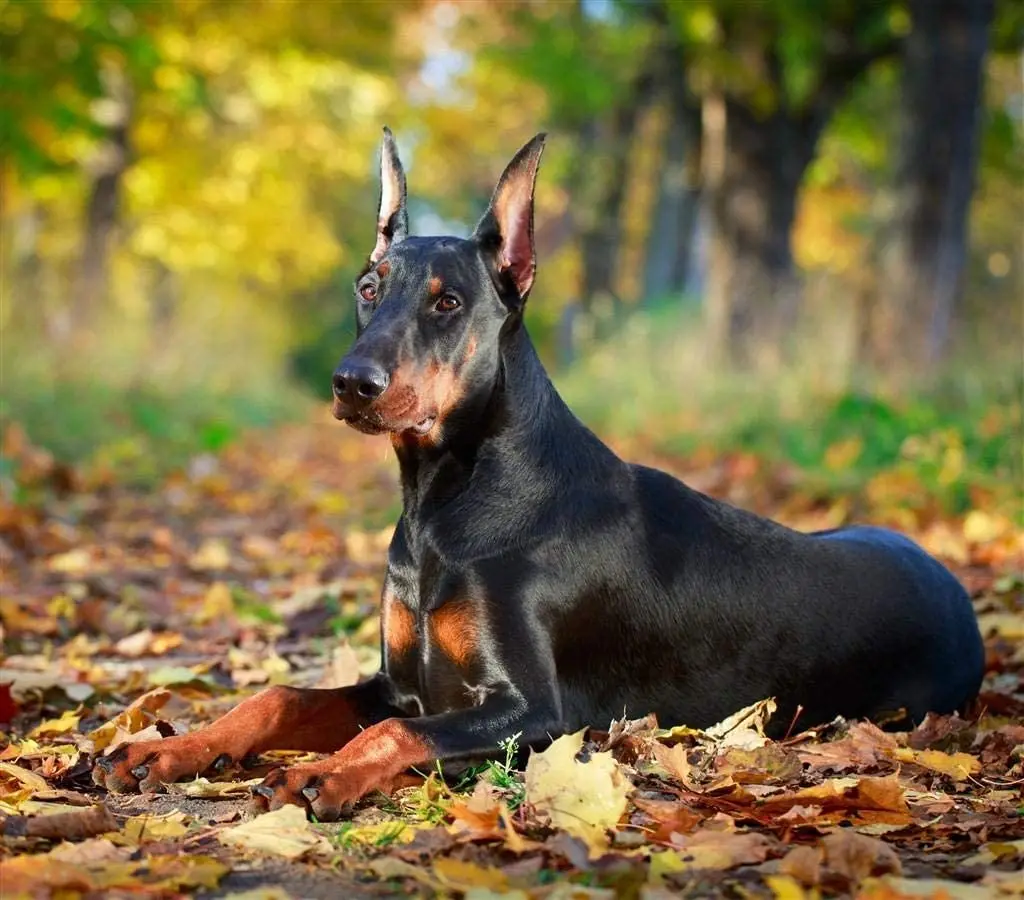 

Doberman educational for children 3 years wood toys baby jigsaw puzzle