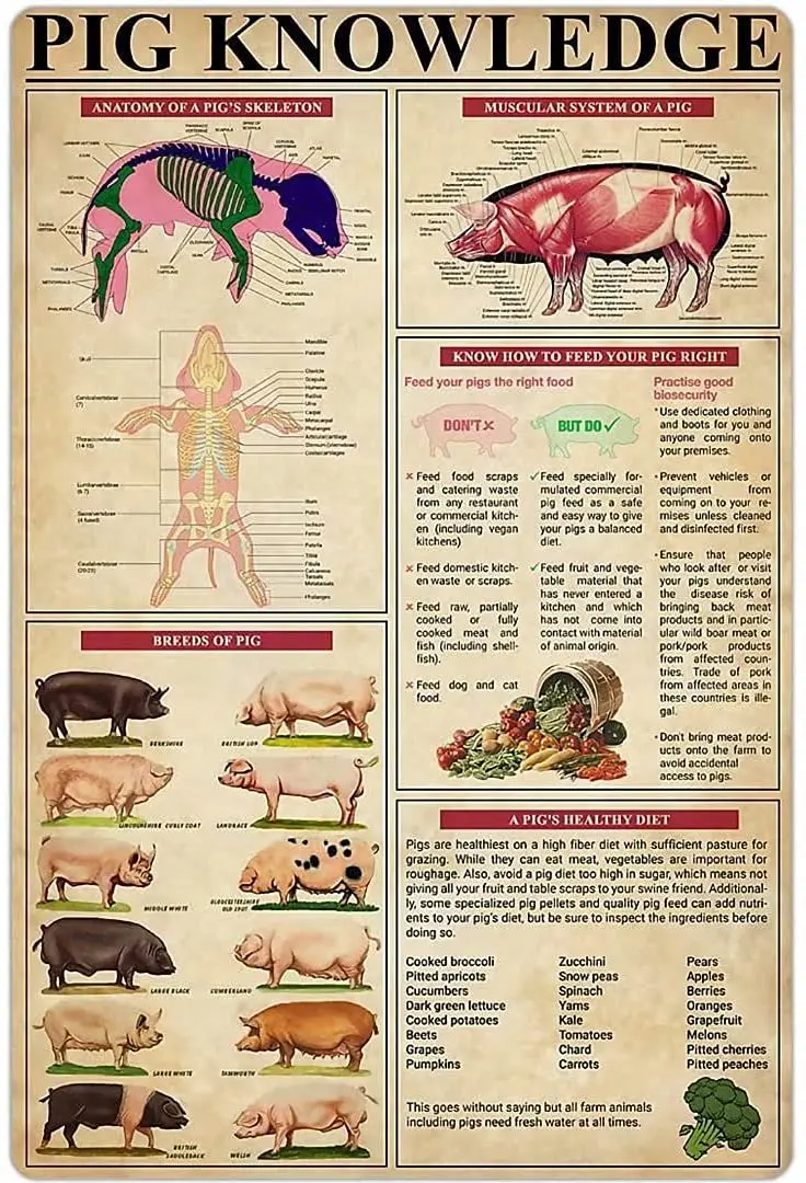

Pig Knowledgemetal Signs Animal Information Anatomy Posters Hunter Wall Decor Farm Deocr Garage Printing Plaque 12x16 Inches