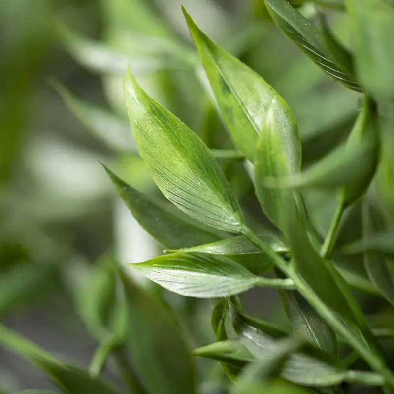 

Draping Green Ruscus Bush 24"H Green