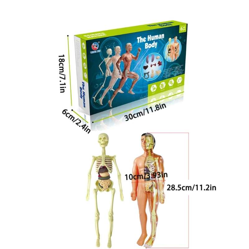 

Simulation Torso Body Skeleton Model Teaching Aid Science Education Human Anatomy Demonstration Assembled Handmade Toys