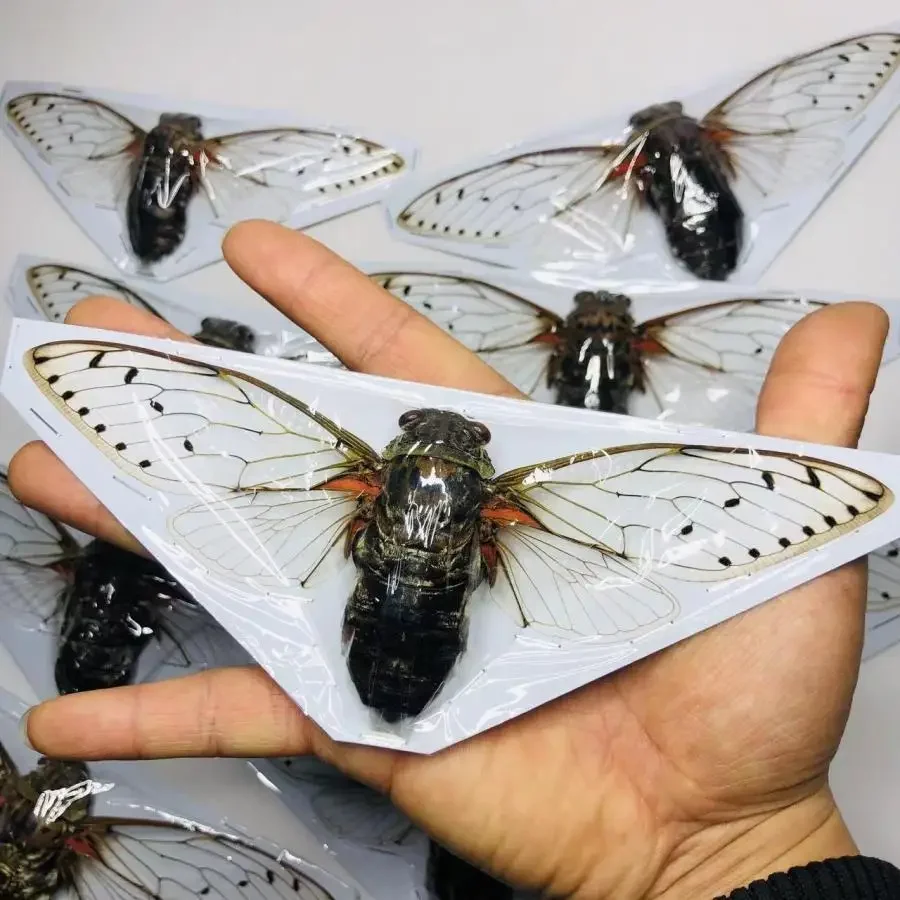 Скульптуры цикад Tosena Splendida