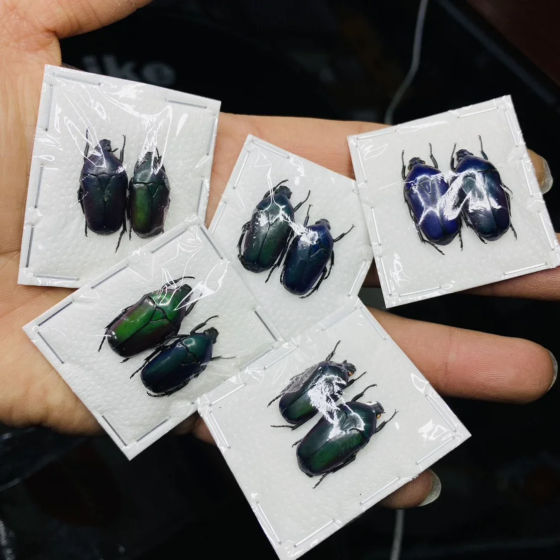 Dicheros Bicornis Malayanus Золотая Черепаха Образец Настоящий Жук Паровые Насекомые