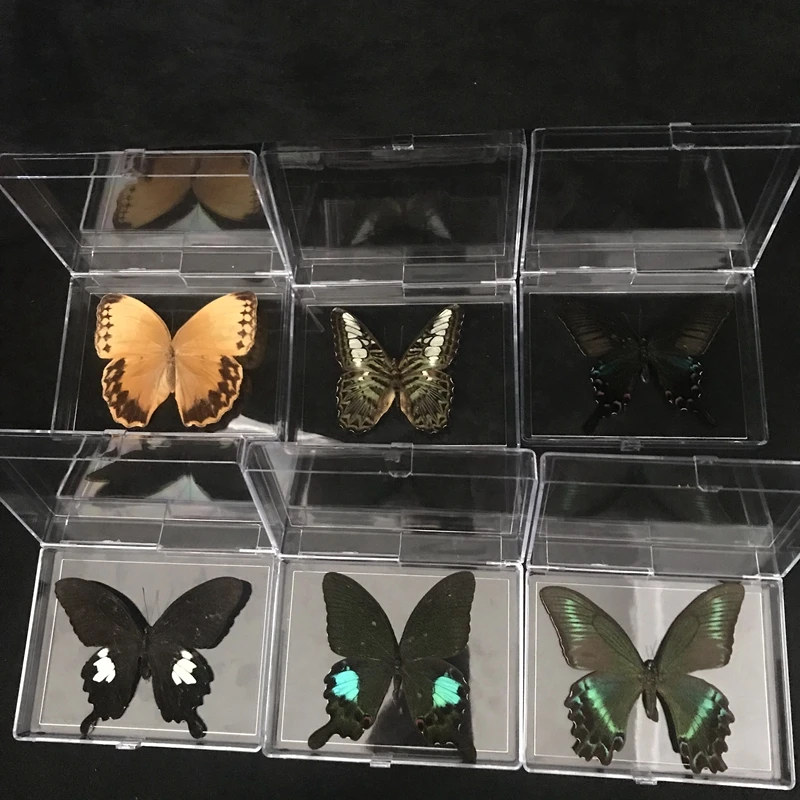 1 шт. коробка с натуральными образцами бабочек