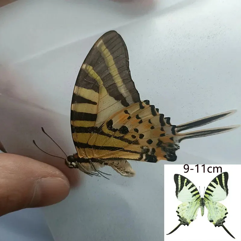 

Некрылая бабочка, органический материал