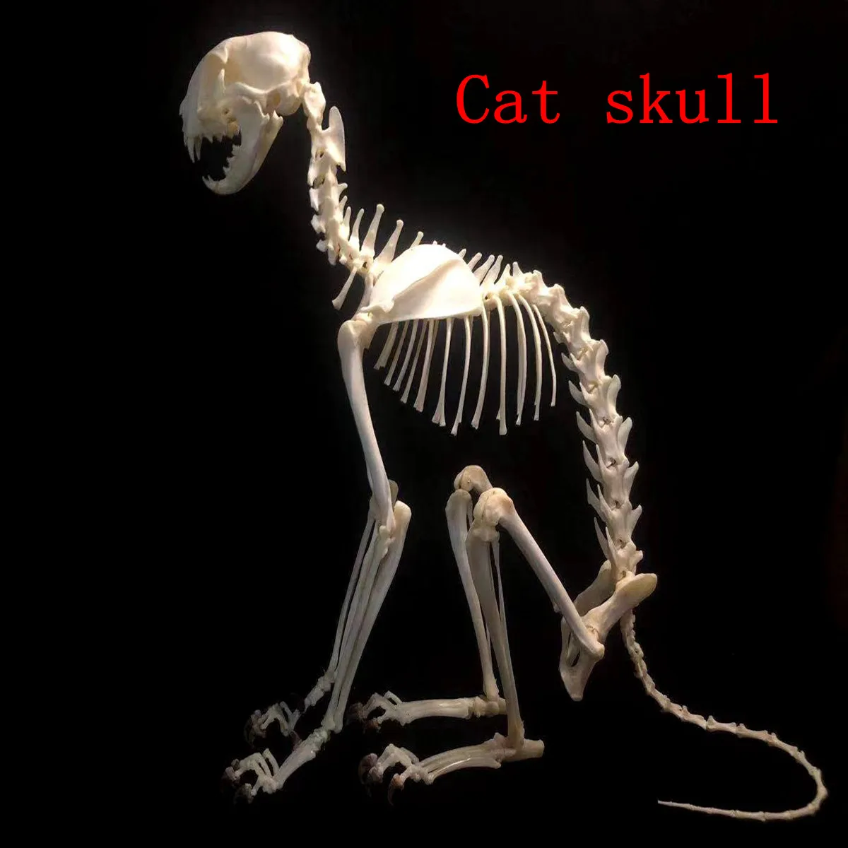 

1 шт. полный образец скелета животного