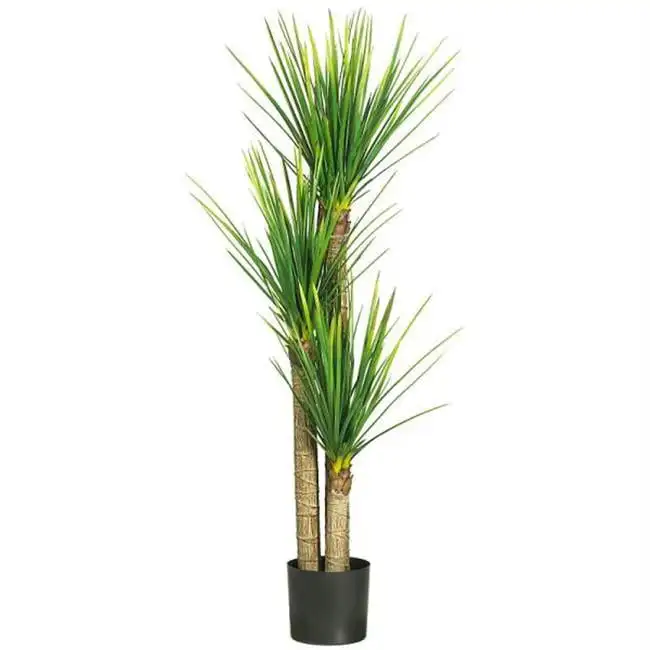 

Yucca Silk Tree
