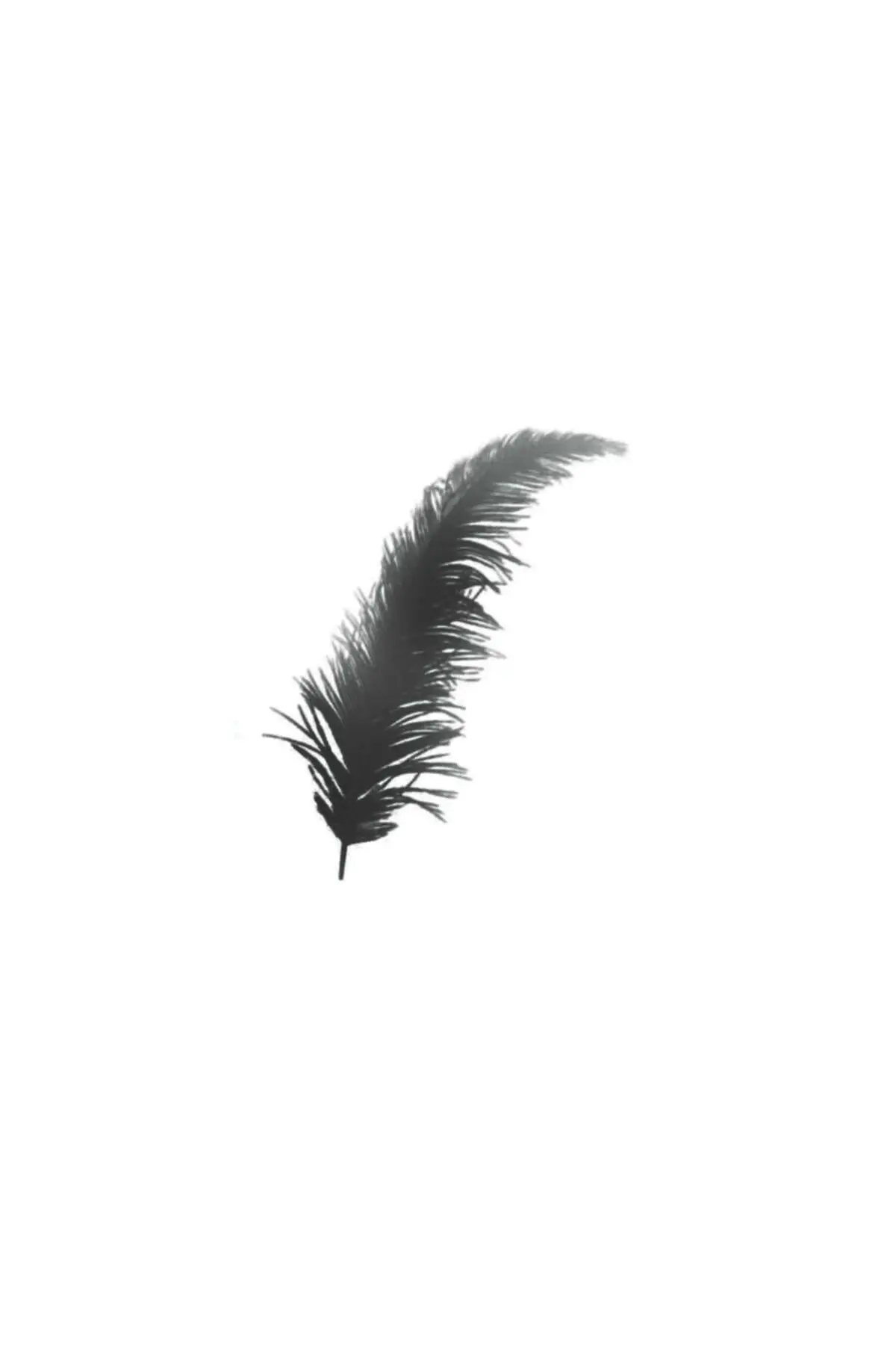 

Black Color Feather 100 Pcs wedding bride mariage henna