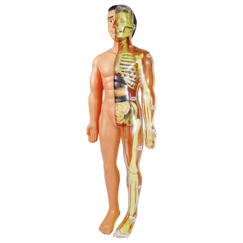 

Human Body Anatomy Model For Kids Torso Anatomy Model With Removable Parts Educational Science Kits For Medical Student Learning