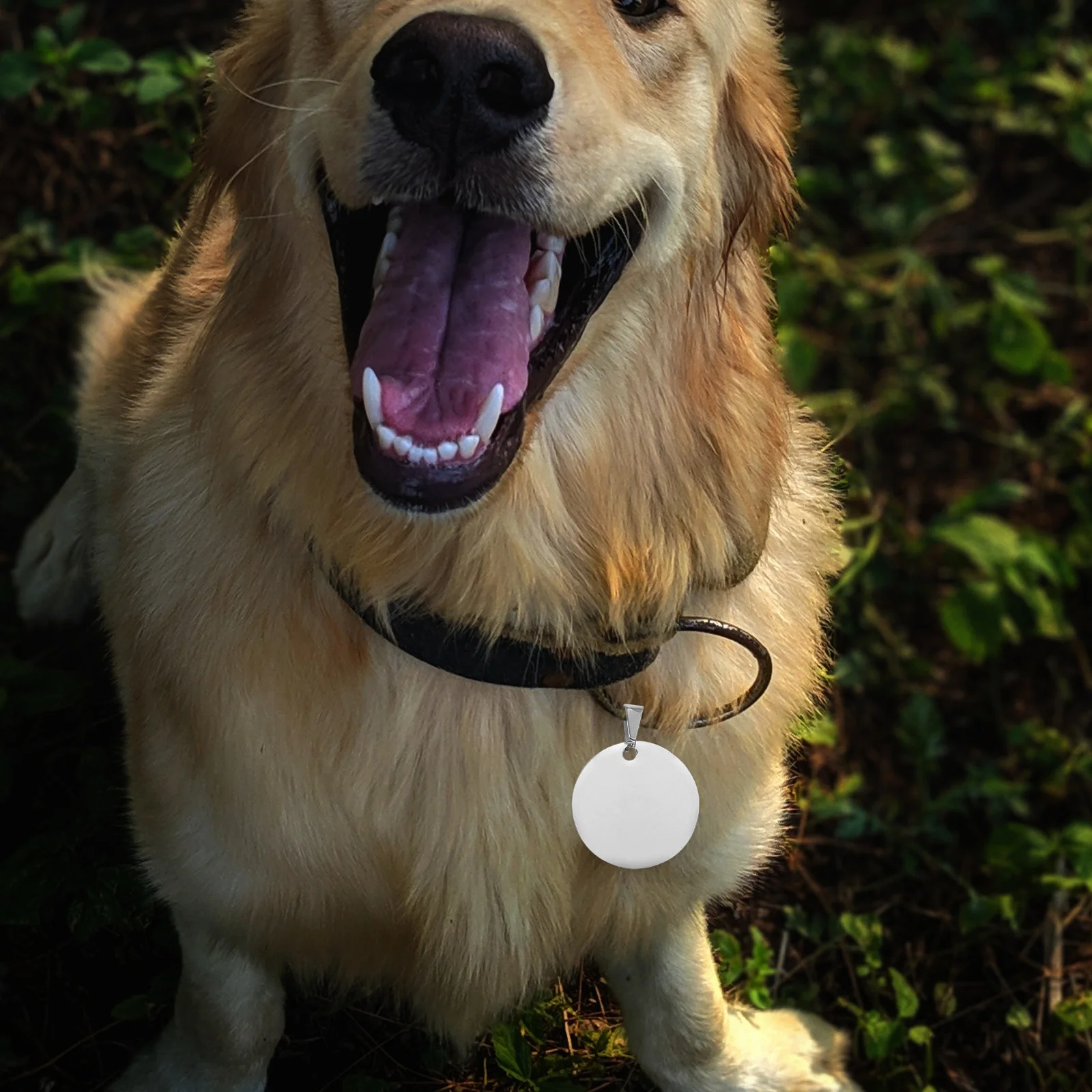 

Dog Tags Tag Name Pet Blank Metal Identitypets Id Custom Funny Personalised Identificationsublimation Collar Diy Engraving
