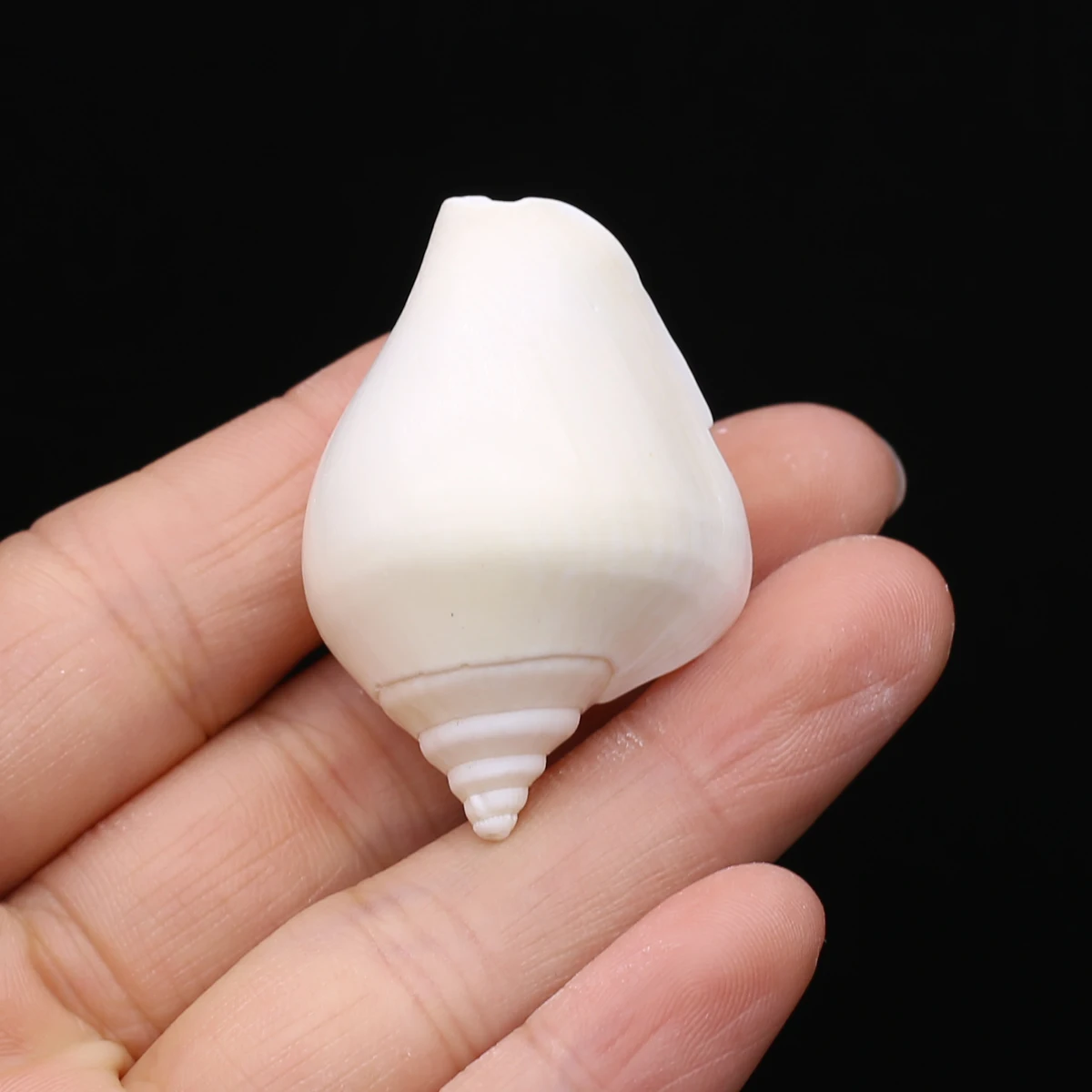 

Wholesale Natural White Sea Snail Shell Beads Loose Spacer Bead for Jewelry Making Diy Trendy Necklace Bracelet Accessories
